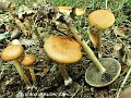 Hypholoma subericaeum-amf986